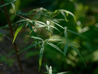 Acer pentaphyllum 03a