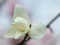 Magnolia (unbekannte Sorte)