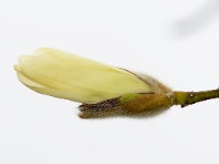 Magnolia (unbekannte Sorte)