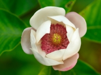 Magnolia x wieseneri 059a