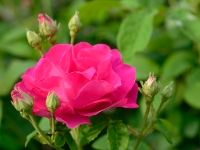 Rosa gallica officinalis 044a