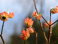 Edgeworthia chrysantha 'Akabana'