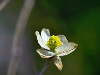 Parrotiopsis jacquemontiana