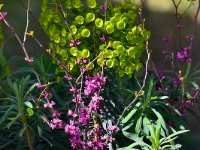 Cercis yunnanensis und Euphorbia characias