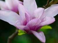 Magnolia 'Apollo'