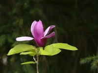Magnolia 'Cathryn'
