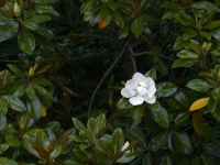 Magnolia grandiflora 'Russett'