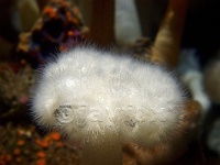 Seeanemone im Aquarium von Monterey