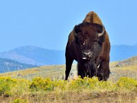 Bison near Lamar Valley, Yellowstone National Park