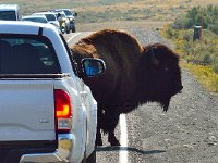 Bison near Lamar Valley, Yellowstone National Park