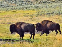 Male and female Bison near Lamar Valley, Yellowstone National Park