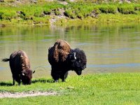 Bisons in Hayden Valley, Yellowstone National Park