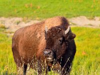 Bison, Hayden Valley, Yellowstone National Park