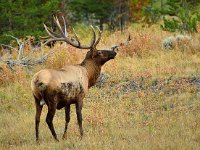 Rocky Mountain Elk near Blacktail Deer Creek, Yellowstone National Park