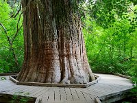 An old Western Red Cedar, Grove of the Patriarchs