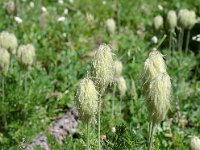 Seedheads of Anemone (Pulsatilla) occidentalis