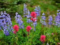 Indian Paintbrush and lupines