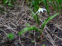 Erythronium montanum (Avalanche Lily)