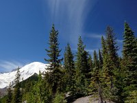 Conifer Group at Mt. Rainier