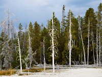 Lodgepole pines, Upper Geyser Basin, Yellowstone National Park