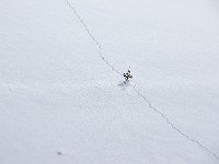 Schwarzwaldschneefichte