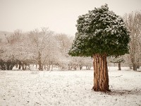 Efeubaum im Schnee